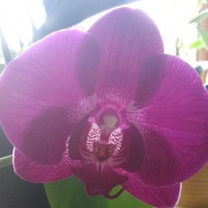 Meet your Posher, Kerry